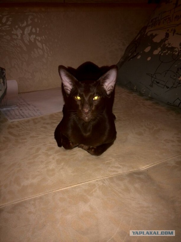 Котовторник 9.12.2014
