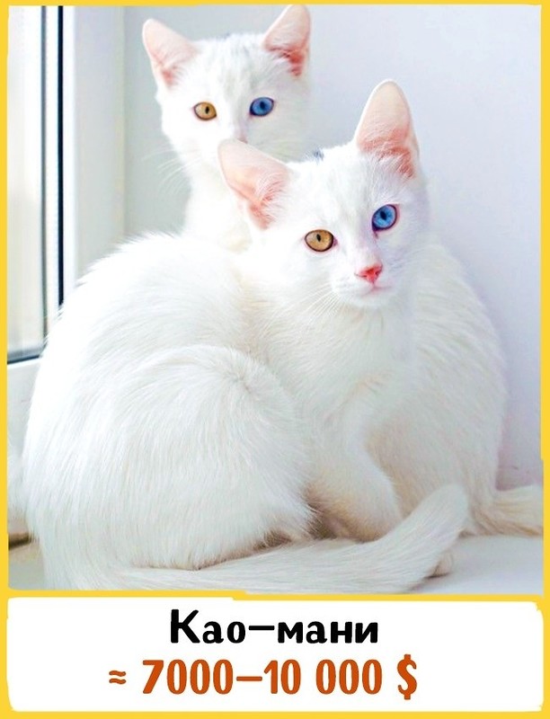 19 шикарных кошек, которые стоят целое состояние