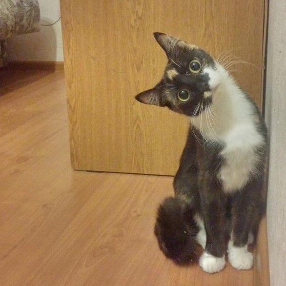 Коты и Кошки