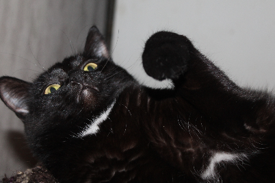 Котовторник 9.01.2018