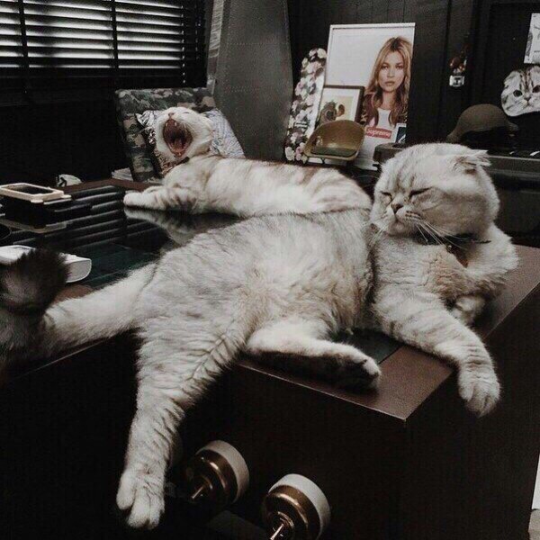 Прикольных котов пост