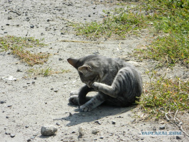 Котовторник 06.09.11