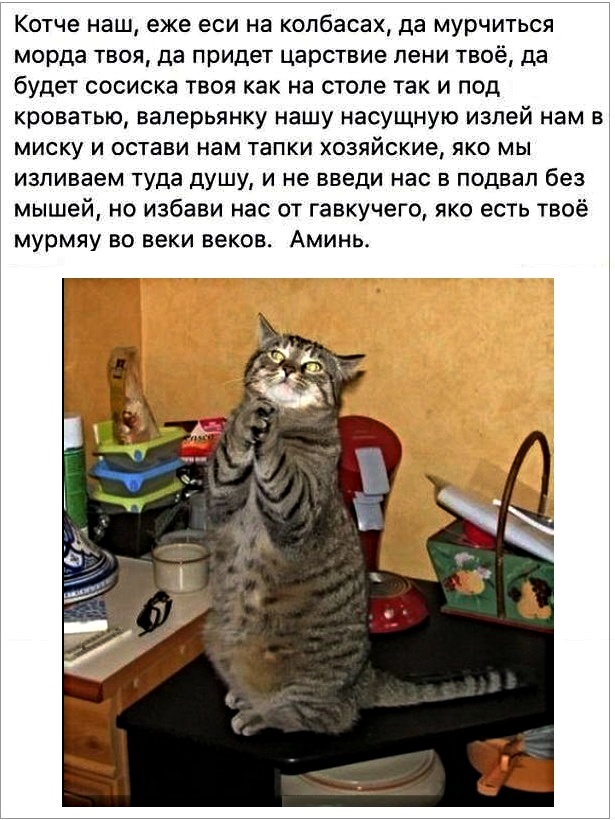 Картинки с котами и про котов