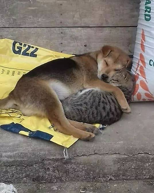Уже не котовторник, но еще и не собакочетверг