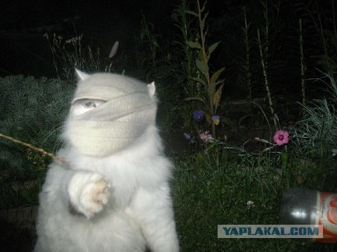 Отжабте моего кота