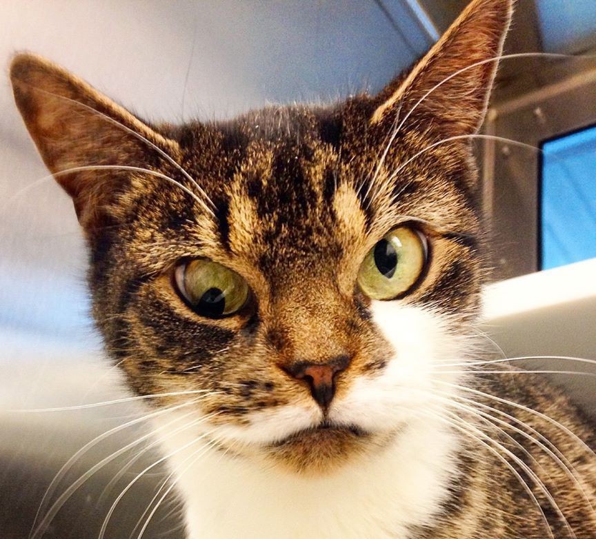 Косоглазие смешные картинки