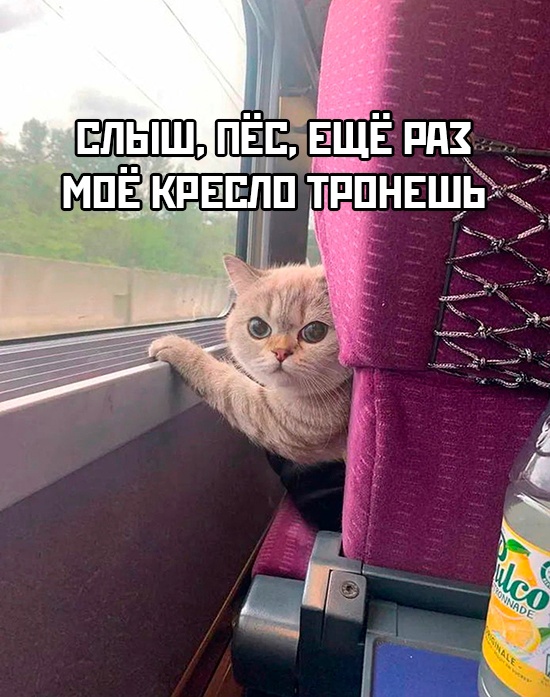 В такой ситуации лучше быть аккуратнее и не выводить пушистого