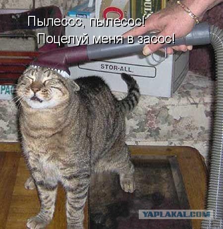 Кот и пылесос