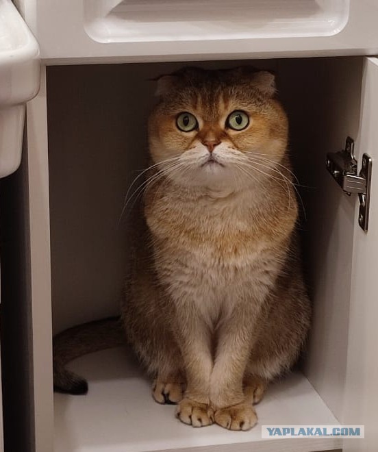 Всем кота за мой счёт. Я настаиваю