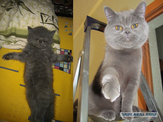 Коты и время