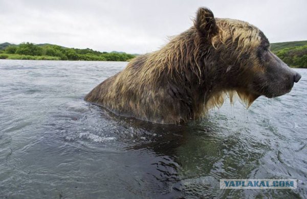 Бурые медведи охотятся на лосося
