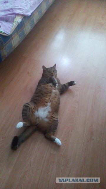 Котовторник 05.08.2014