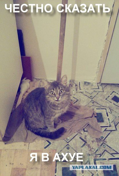 Заклинило нашего кота...