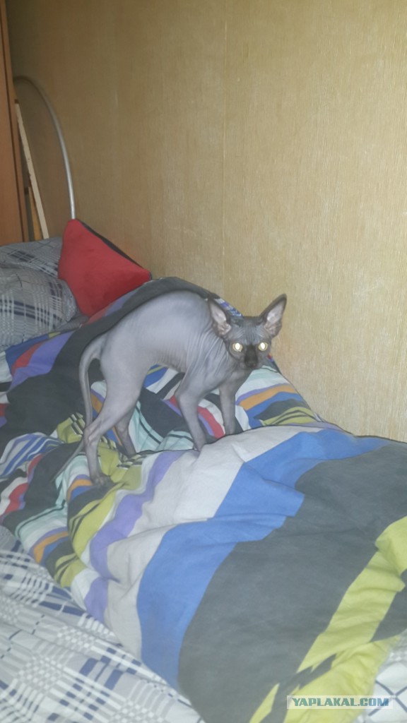 Котовторник  10.11.2015