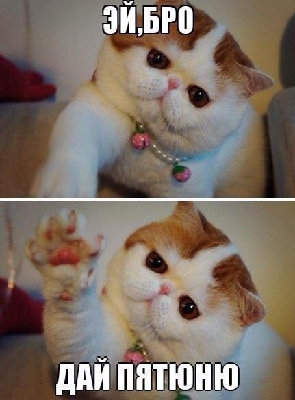 Мой кот, мои правила!