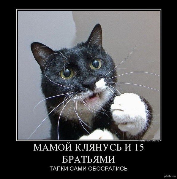 Демы к котовторнику!