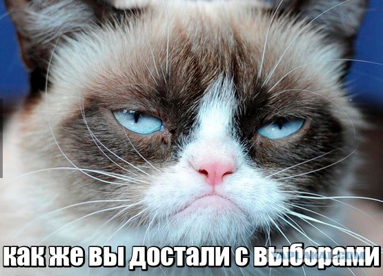 Даже котики в шоке