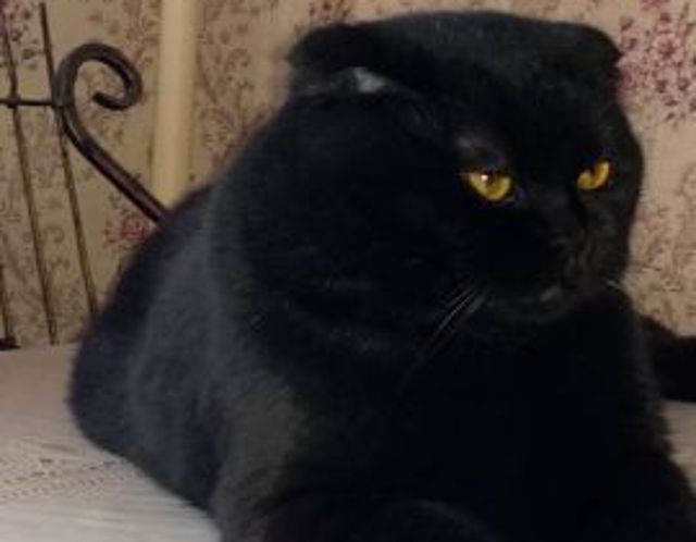 Коты из сети