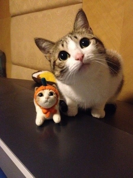 Коты из сети
