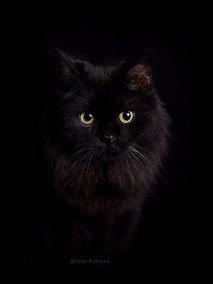 Коты и Кошки