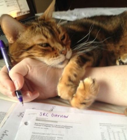 Прикольных котов пост