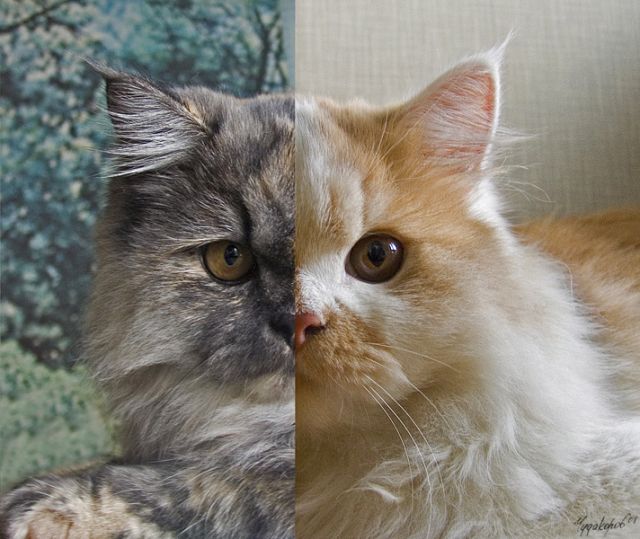 Котовторник на ЯПлакалъ (10.06.08), прикольные коты, добавляем свои!