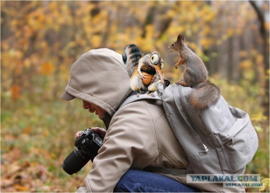 Где же эта белка?