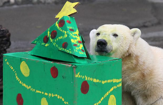 Рождество в зоопарках (24 фото)