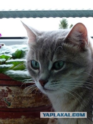 Котовторник!