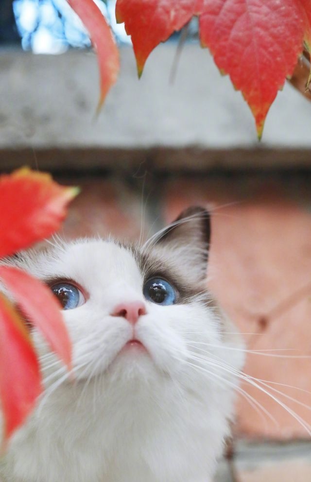 Прикольных котов пост