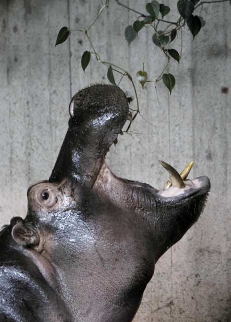 Новорожденный гиппопотам в зоопарке Праги