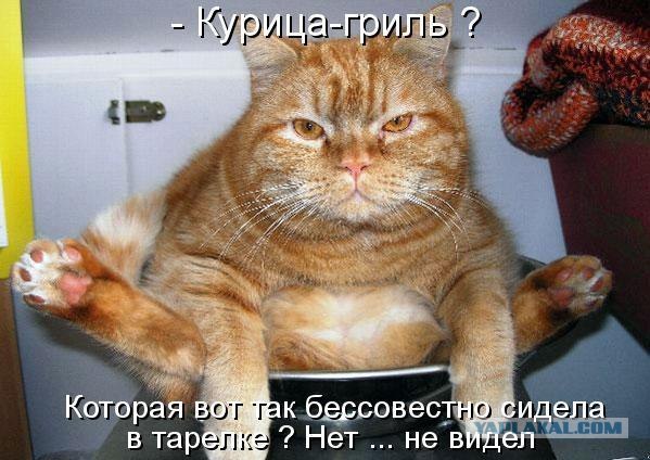 Кото-комикс