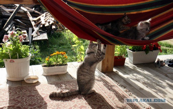 Котовторник 24.07.2012
