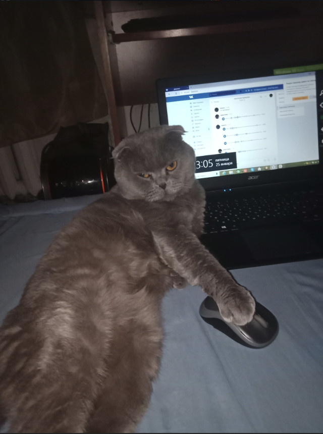 Забавные фото котеек