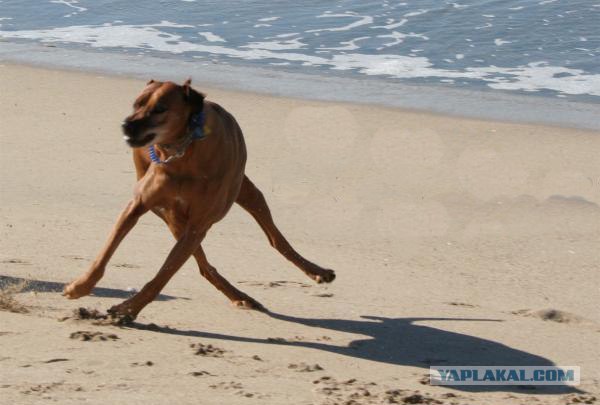 С собакой что-то не так