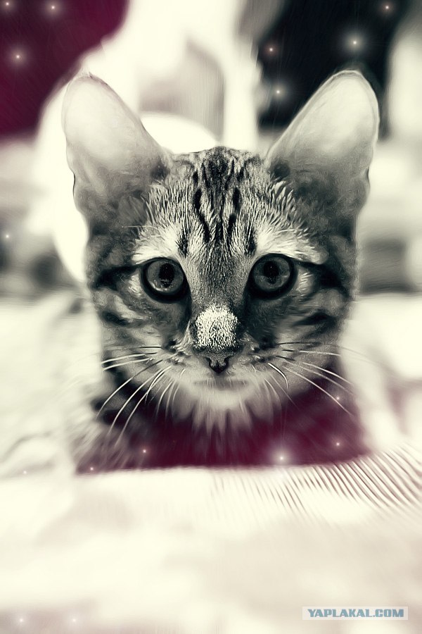 Котовторник 12.02.13