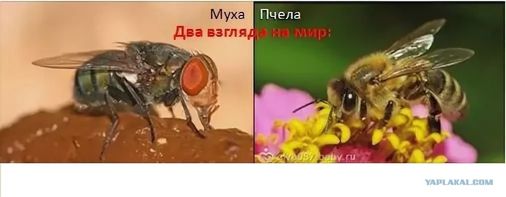 Притча про мух. Муха и пчела. Два взгляда на мир Муха и пчела. Два взгляда на мир. Взгляд мухи и пчелы.