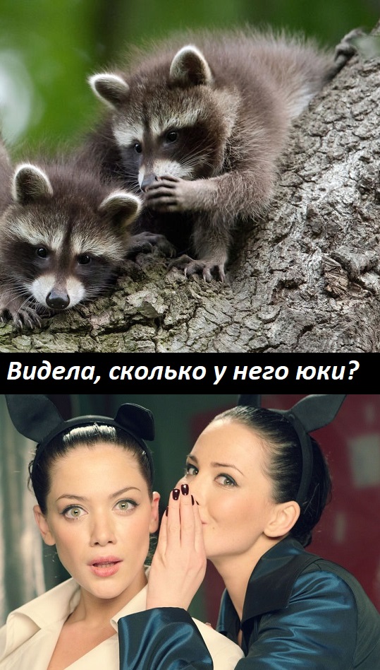 Лучшие фото конкурса Comedy Wildlife Photography Awards 2021