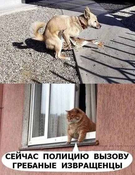 Дичь
