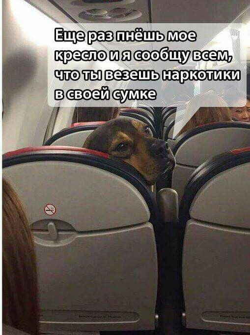 Забавный попутчик
