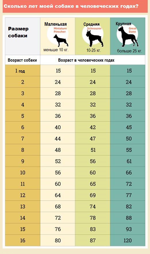 Когда стареет твоя собака...