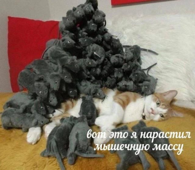 Потная гамсахурдия №4 (Картинки)