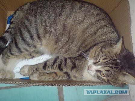 Котейка, который не знает как лежат котейки