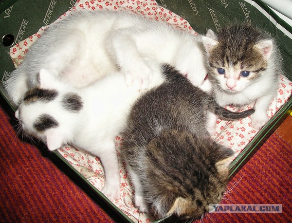 Котовторник 17.06.2014