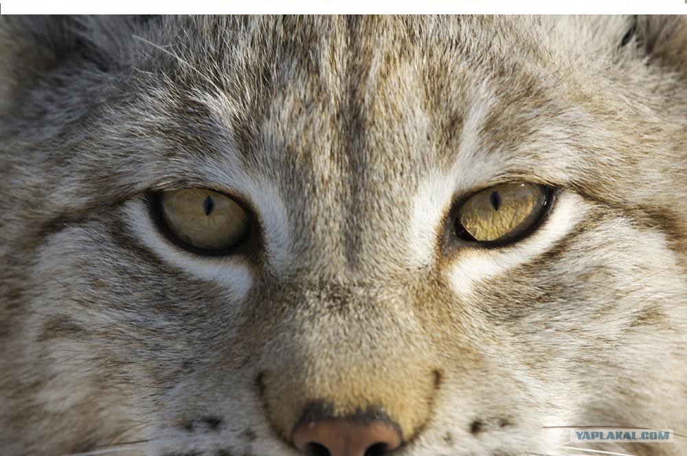 Канадская рысь. Зрачок рыси. Взгляд рыси. Рысь зрачки. Рысьи глаза.