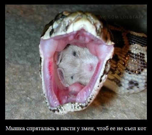 Веселые картинки