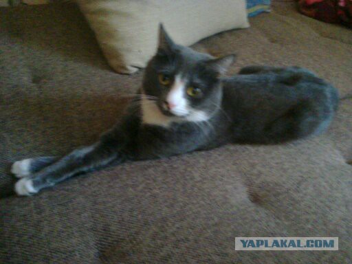 Котовторник 19.01.2016