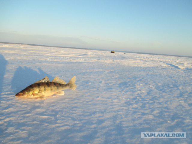 Рыбалка на Устье Камы и Волги (красоты морозной пост)