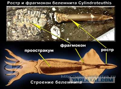 Находка в карьере