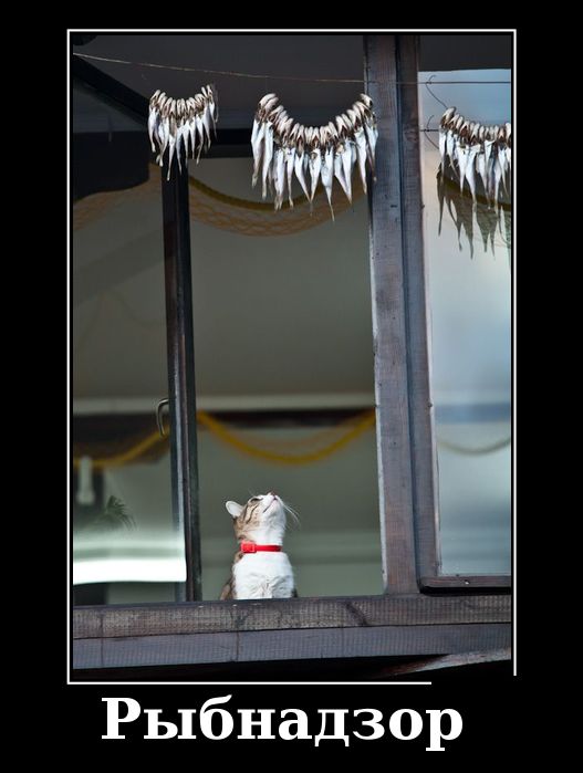 Коты из сети
